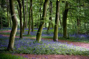 Wald mit lila Blumen web - Baumvorsorge und Baumpaten