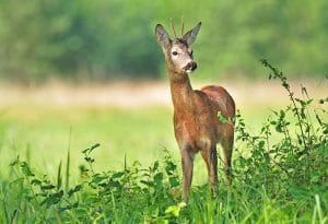 Wissenswertes über den Ruhewald Greußenheim
