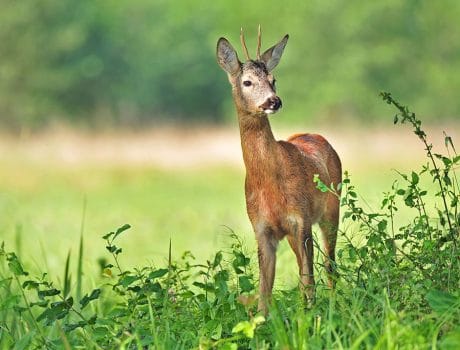 Kurze Auszeit für unseren Ruhewald Greußenheim – wir arbeiten für Sie